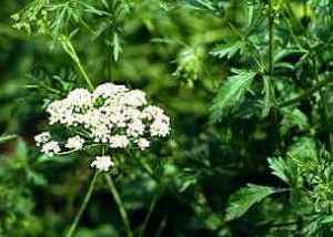 Anise leaf benefits